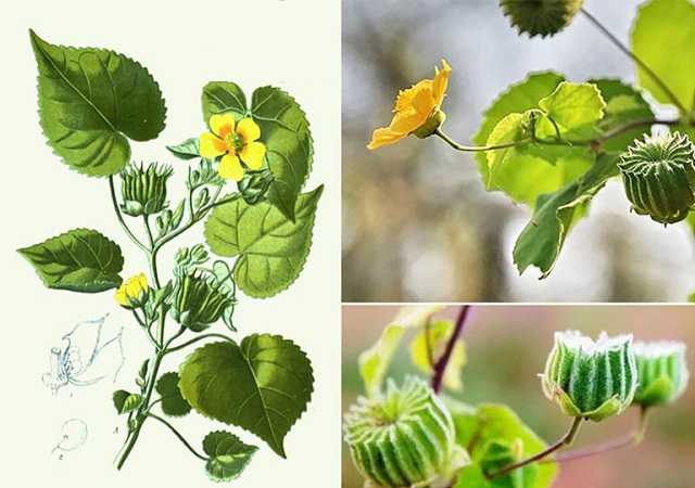 cây cối xay