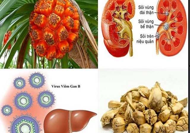 công dụng của quả dứa dại