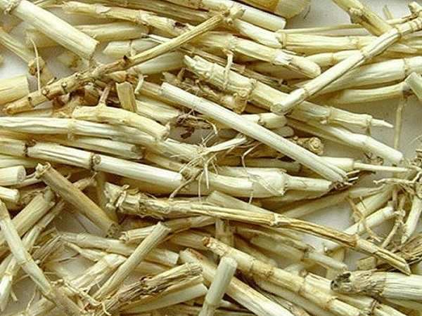 Công dụng của rễ cỏ tranh