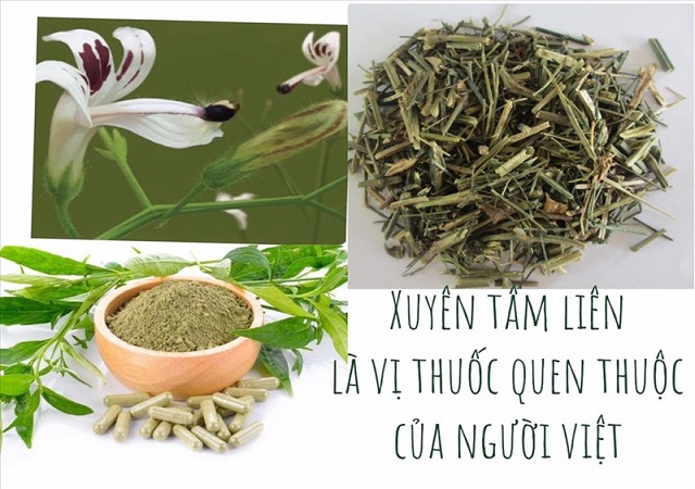 Bột xuyên tâm liên đông y tấn phát