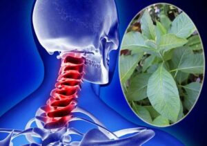 Bán Cây An Xoa Tại Thị xã Tân Uyên