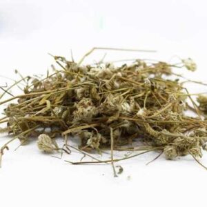 Cây Nở Ngày Đất