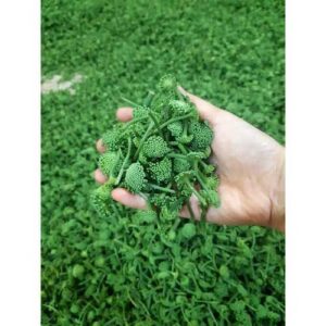Bán Nụ Hoa Tam Thất Tại Đà Nẵng