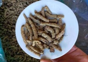 Bán Ba Kích Tím Tại Phan Thiết