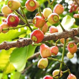 Bán Nụ Vối Tại Tuyên Quang