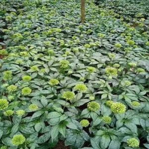 Bán Nụ Hoa Tam Thất Tại Thanh Hóa