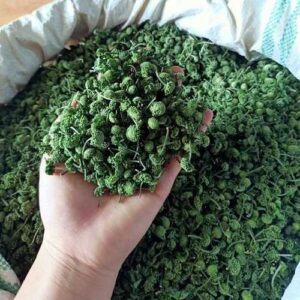 Bán Nụ Hoa Tam Thất Tại Đắk Lắk
