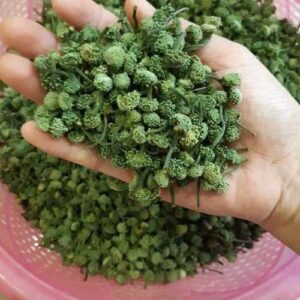 Bán Nụ Hoa Tam Thất Tại Huế
