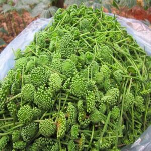 Bán Nụ Hoa Tam Thất Tại Hà Tĩnh