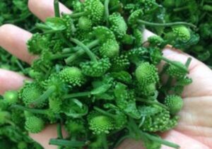 Bán Nụ Hoa Tam Thất Tại Ninh Bình
