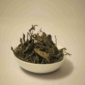 Bán Cây Mã Đề Tại Hà Tĩnh