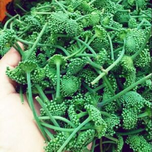 Bán Nụ Hoa Tam Thất Tại Lai Châu