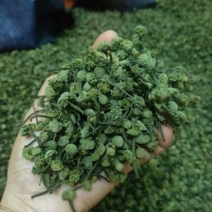 Bán Nụ Hoa Tam Thất Tại Bắc Kạn