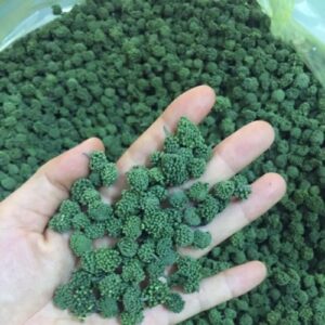 Bán Nụ Hoa Tam Thất Tại Cao Bằng