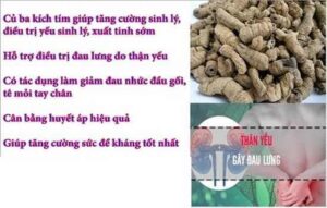 Bán Ba Kích Tím Tại Phú Thọ
