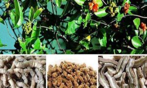 Bán Ba Kích Tím Tại Hưng Yên