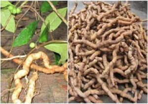 Bán Ba Kích Tím Tại Đà Lạt