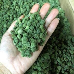 Bán Nụ Hoa Tam Thất Tại Điện Biên