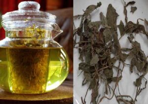 Bán Bồ Công Anh Tại Cao Bằng