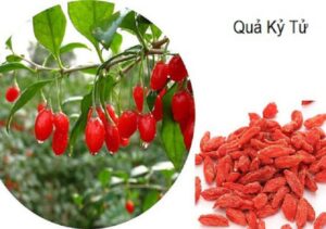 Bán Câu Kỷ Tử Tại Thái Nguyên