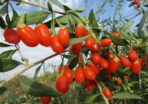 Bán Câu Kỷ Tử Tại Ninh Bình