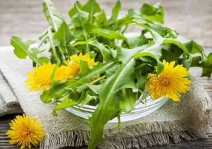 Bán Bồ Công Anh Tại Lào Cai