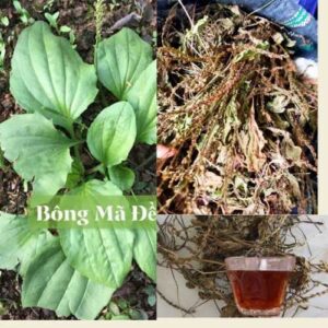Bán Cây Mã Đề Tại Phú Yên