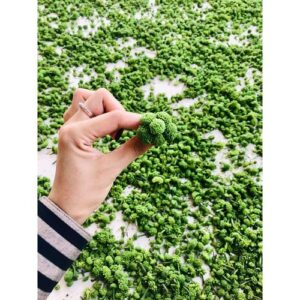Bán Nụ Hoa Tam Thất Tại Bắc Giang