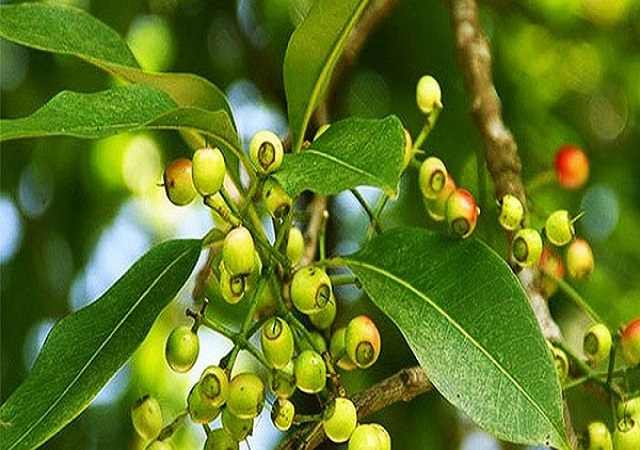 Mua Nụ Vối Khô Tại Sài Gòn