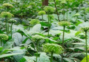 Bán Nụ Hoa Tam Thất Tại Nam Định