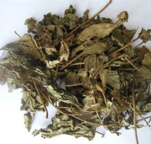 Bán Cây Mã Đề Tại Nghệ An