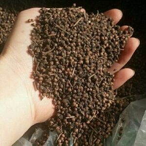 Bán Nụ Vối Tại Yên Bái