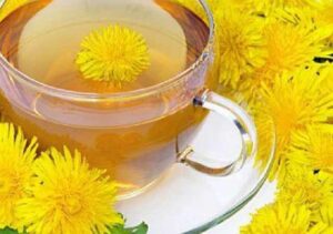 Bán Bồ Công Anh Tại Thái Nguyên