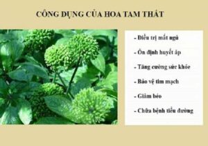 Bán Nụ Hoa Tam Thất Tại Khánh Hòa