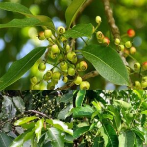 Bán Nụ Vối Tại Bắc Giang