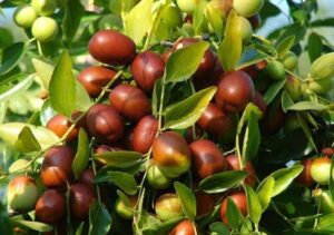Bán Táo Đỏ Tại Quảng Ninh