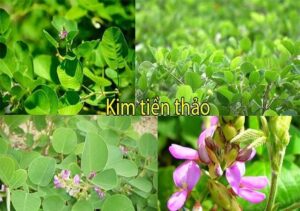 Bán Kim Tiền Thảo Tại Nghệ An