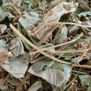 Bán Kim Tiền Thảo Tại Thái Nguyên