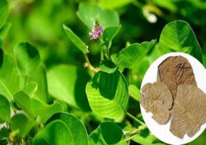 Bán Kim Tiền Thảo Tại Điện Biên