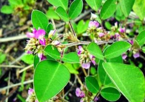 Bán Kim Tiền Thảo Tại Tuyên Quang