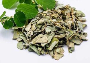 Bán Kim Tiền Thảo Tại Cao Bằng