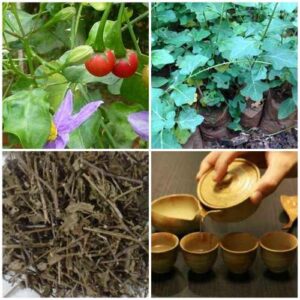 Mua Cà Gai Leo Tại Quảng Ninh