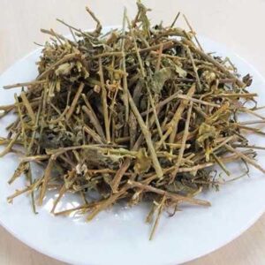 Mua Cà Gai Leo Tại Vĩnh Phúc