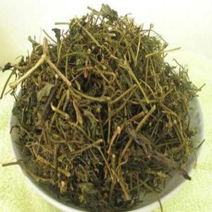 Mua Cà Gai Leo Tại Hải Dương