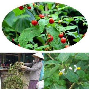 Mua Cà Gai Leo Tại Tây Ninh