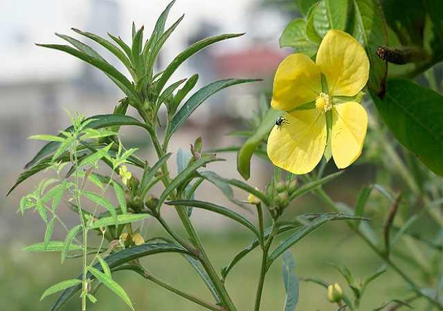 Mua Cây Rau Mương Ở Đâu Tại Đồng Nai