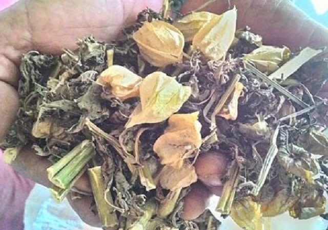 Cây Thù Lù