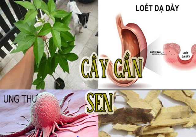 Công dụng của Cây Cần Sen
