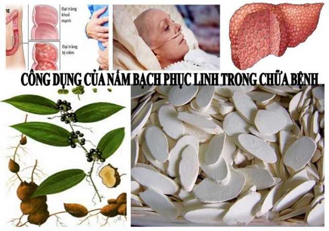 Công dụng của Bạch Phục Linh