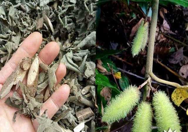 Cây An Xoa Khô Tại Biên Hoà